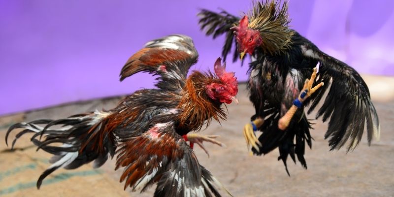 hi88r KM Game Bài 3d