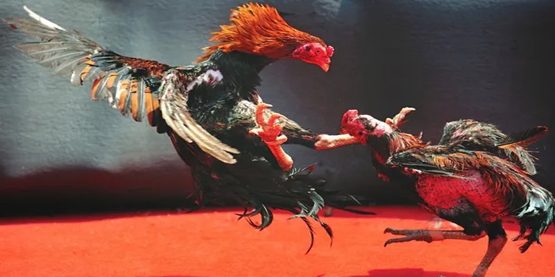 hi88r bắn cá h5 chơi ngay