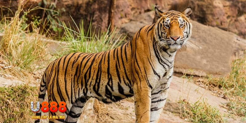 hi88r xổ số bình thuận