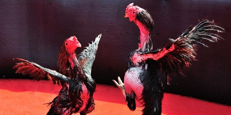 hi88r thị trường baccarat là gì